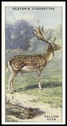 39PAC 36 Fallow Deer.jpg